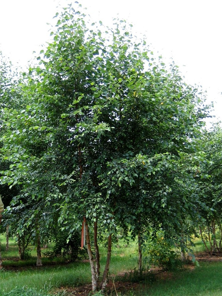 Береза черная (Betula nigra)